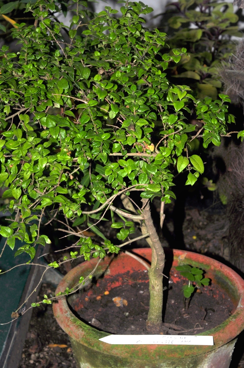 Primulaceae Myrsine africana