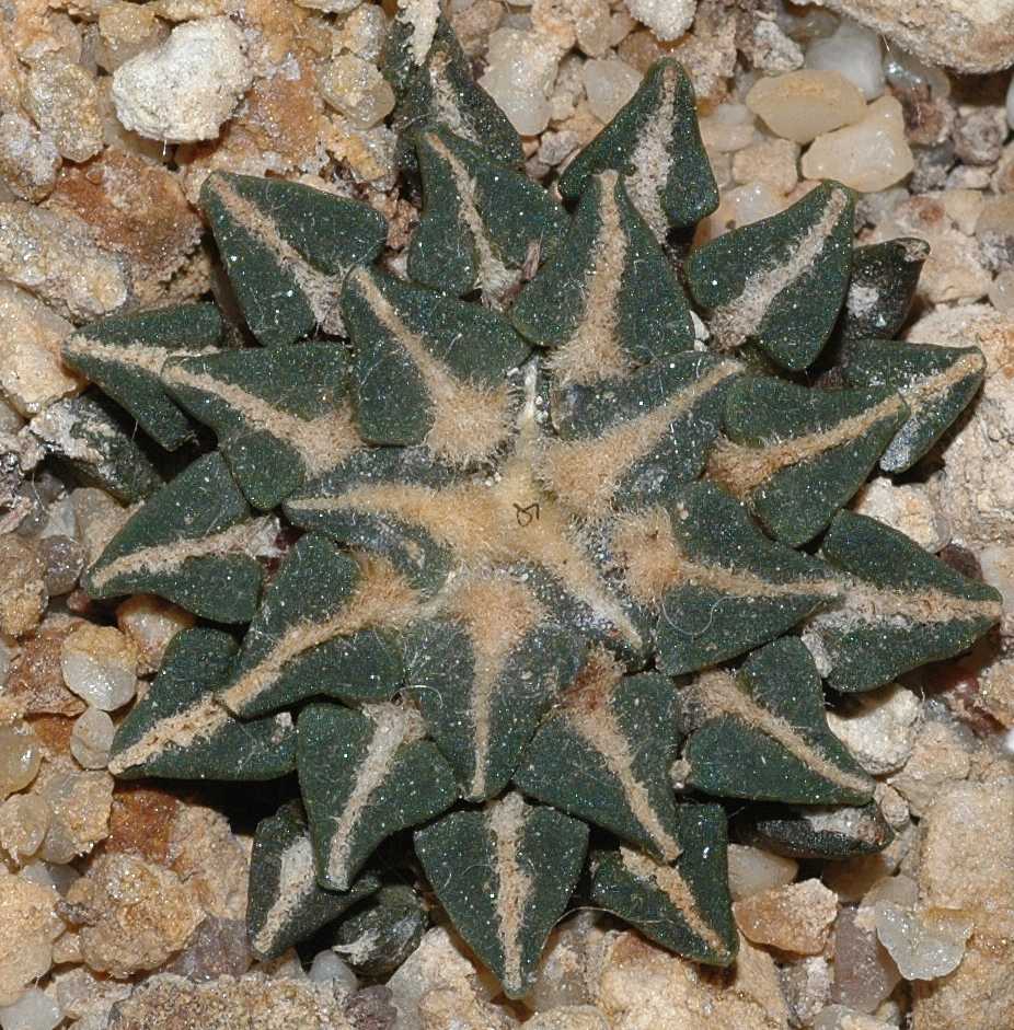 Cactaceae Ariocarpus kotchubeyanus