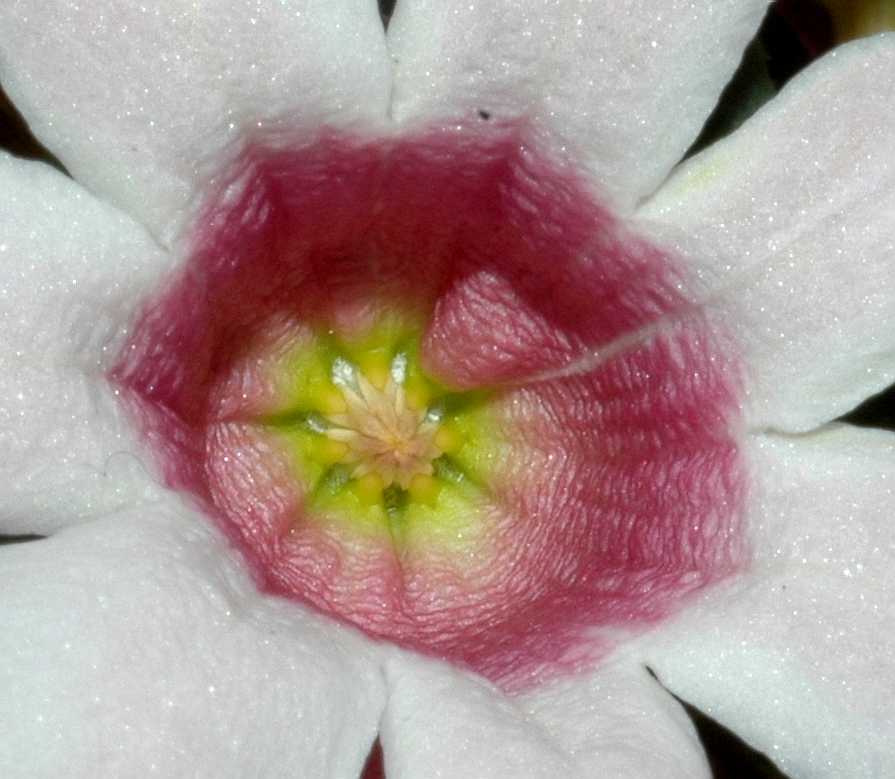 Apocynaceae Pachypodium bispinosum