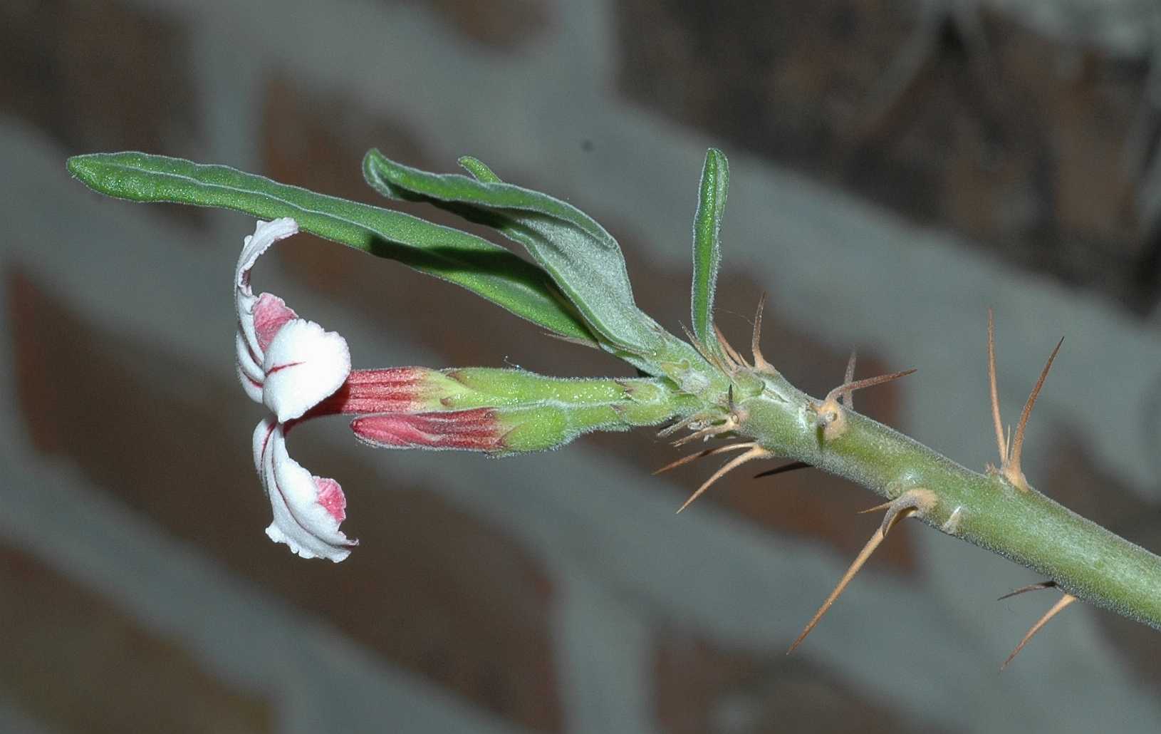 Apocynaceae Pachypodium succulentum