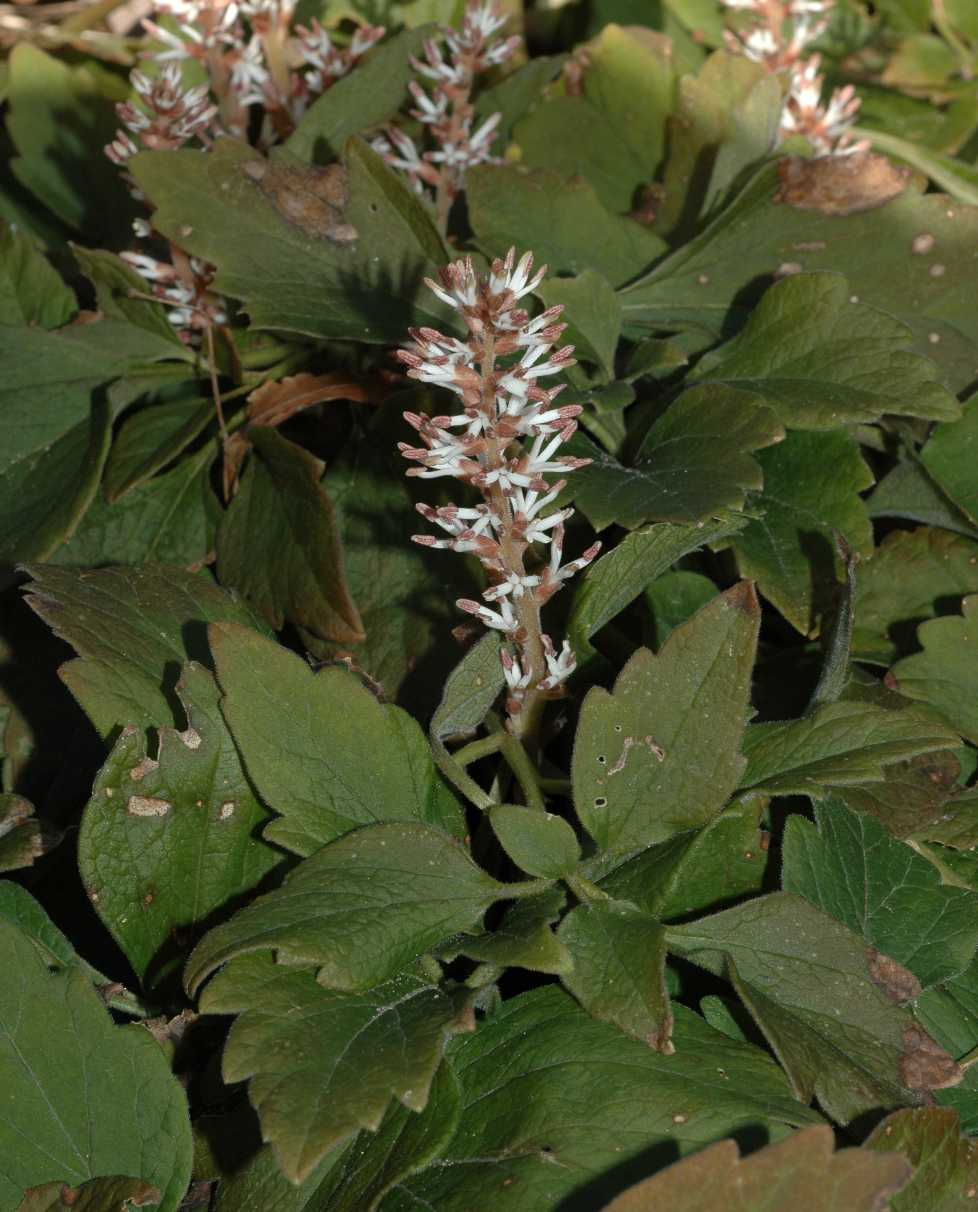 Buxaceae Pachysandra procumbens