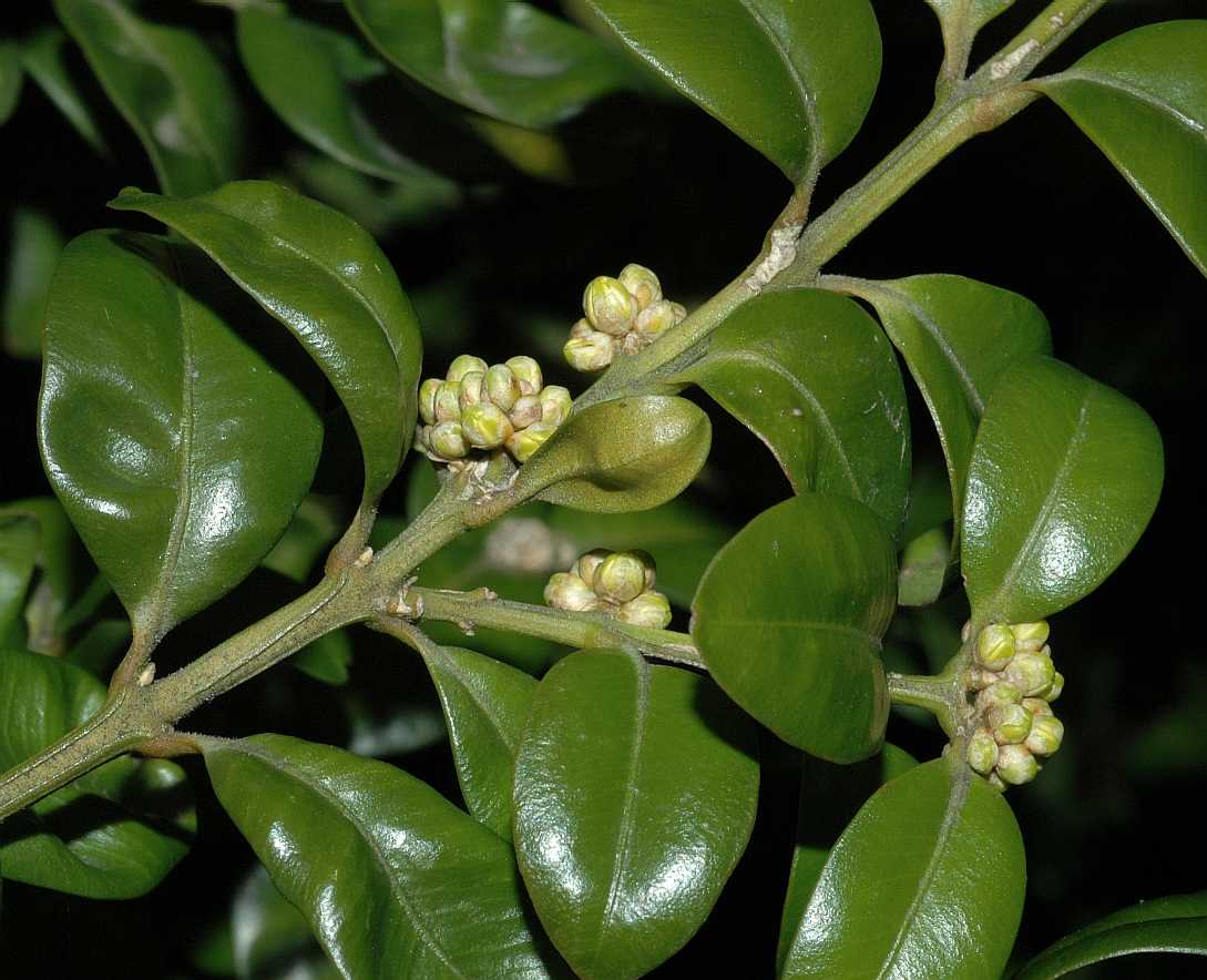 Buxaceae Buxus sempervirens