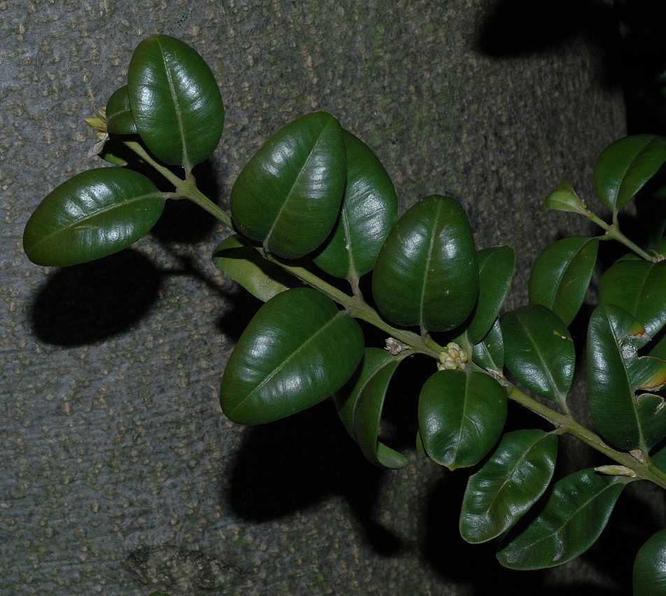 Buxaceae Buxus sempervirens