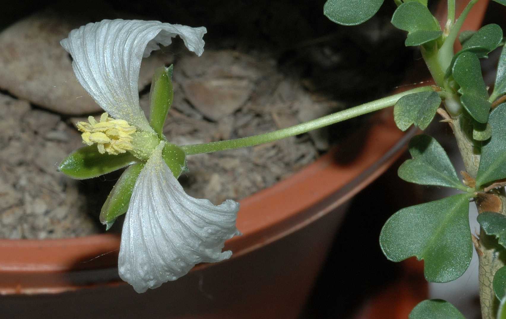 Geraniaceae Sarcocaulon vanderietiae
