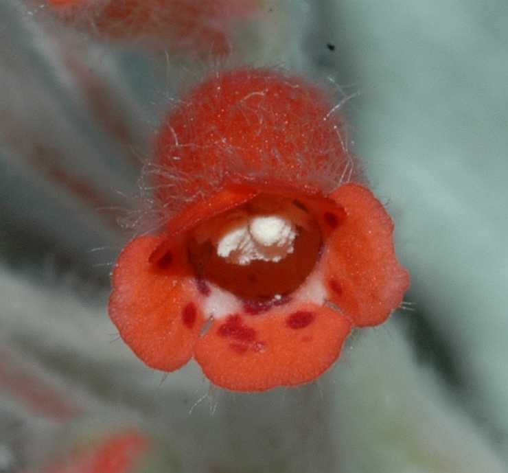 Gesneriaceae Sinningia leucotricha