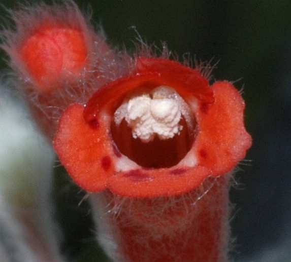 Gesneriaceae Sinningia leucotricha