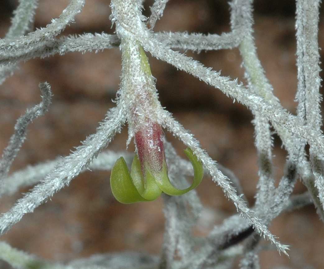 Bromeliaceae Tillandsia usneoides