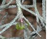 image of Tillandsia usneoides