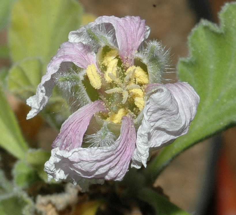 Geraniaceae Sarcocaulon inerme