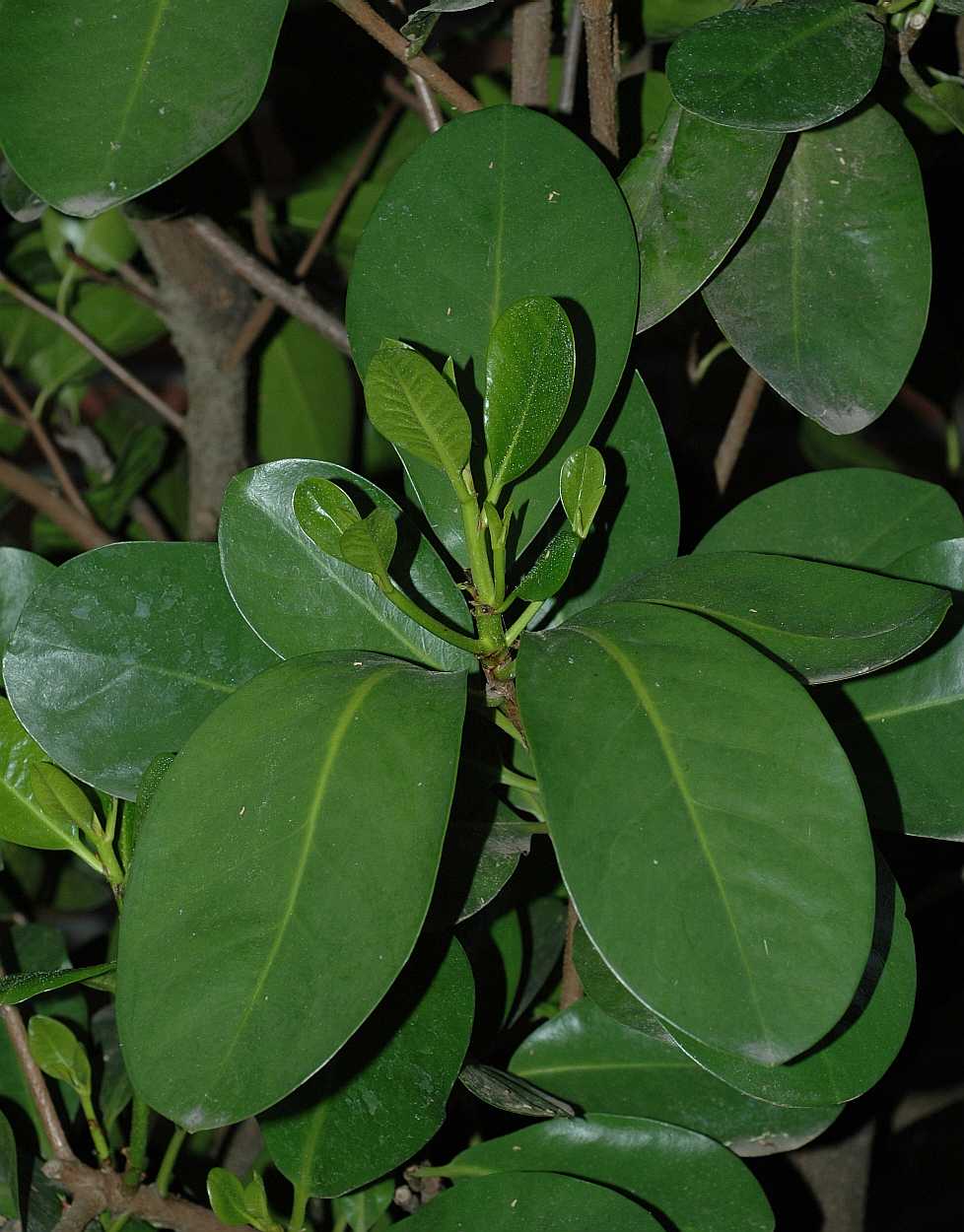 Corynocarpaceae Corynocarpus laevigatus