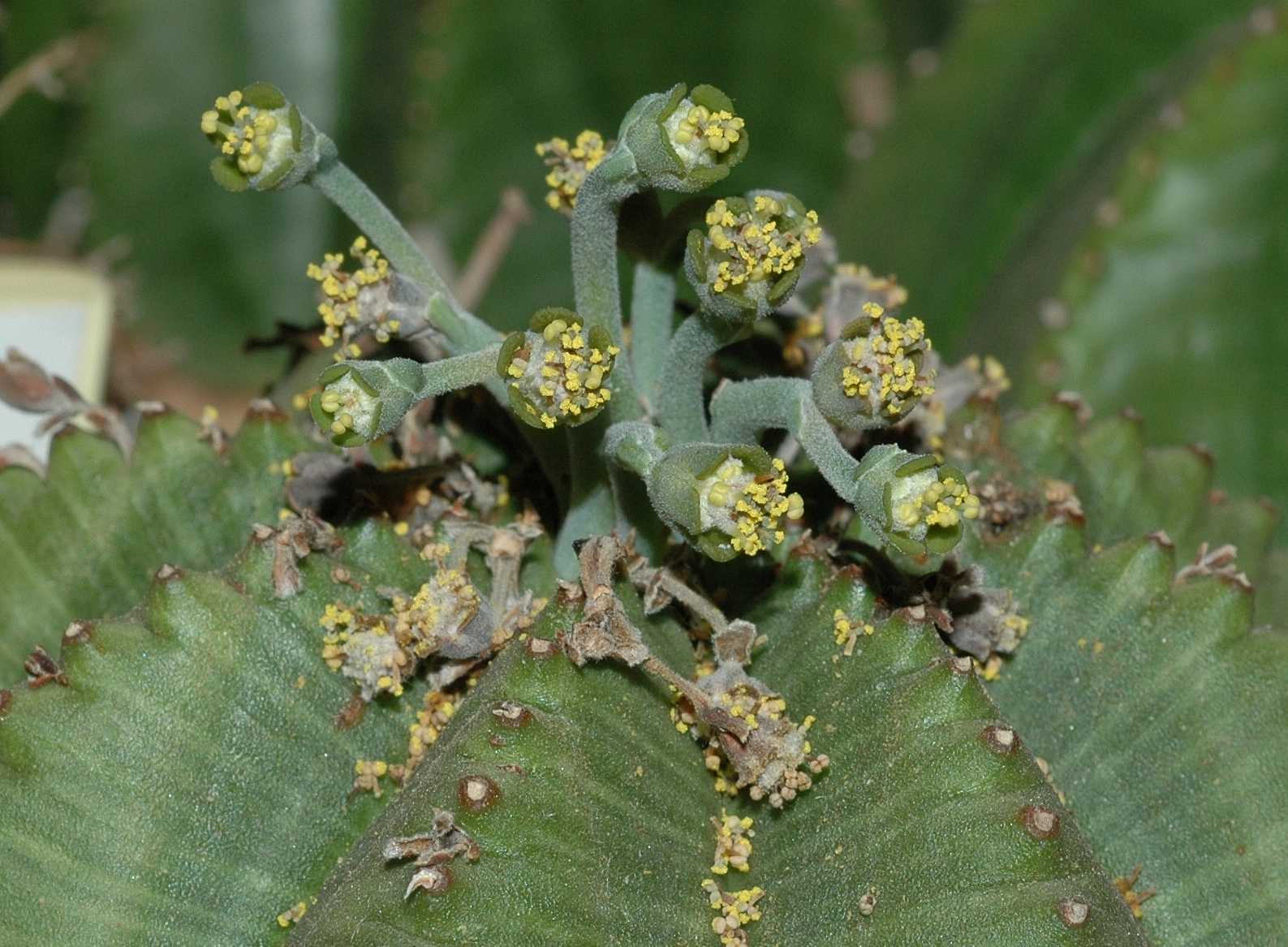 Euphorbiaceae Euphorbia meloformis