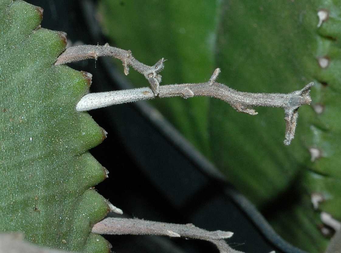 Euphorbiaceae Euphorbia meloformis