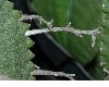 image of Euphorbia meloformis