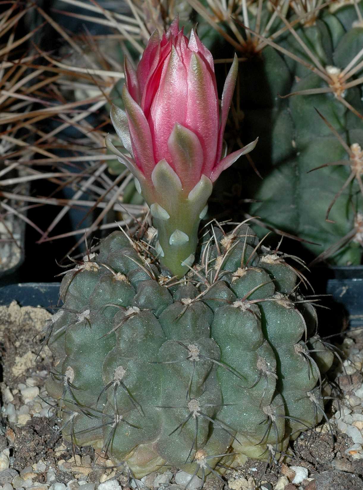 Cactaceae Gymnocalycium riteranum