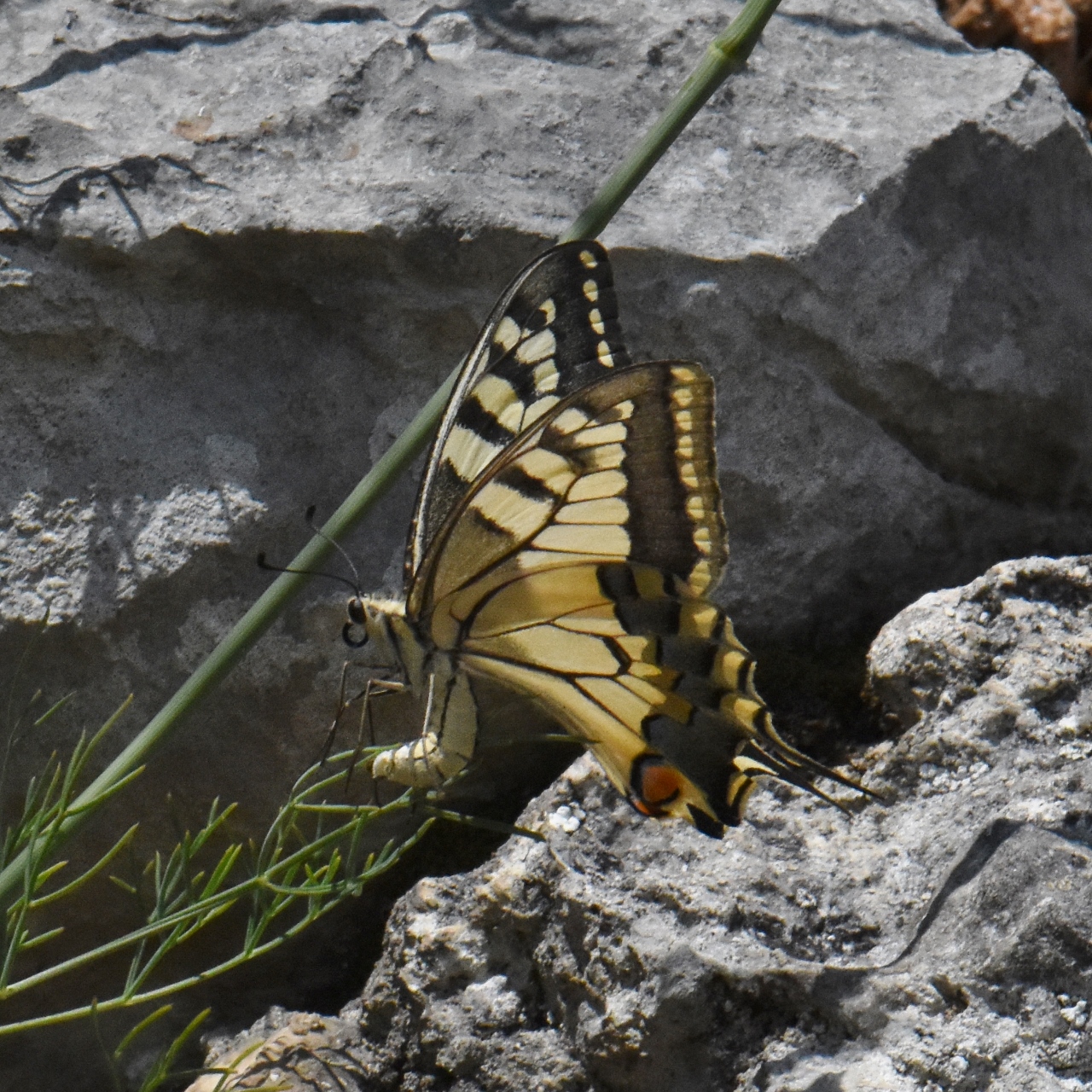 Papilionidae Papilio machaon