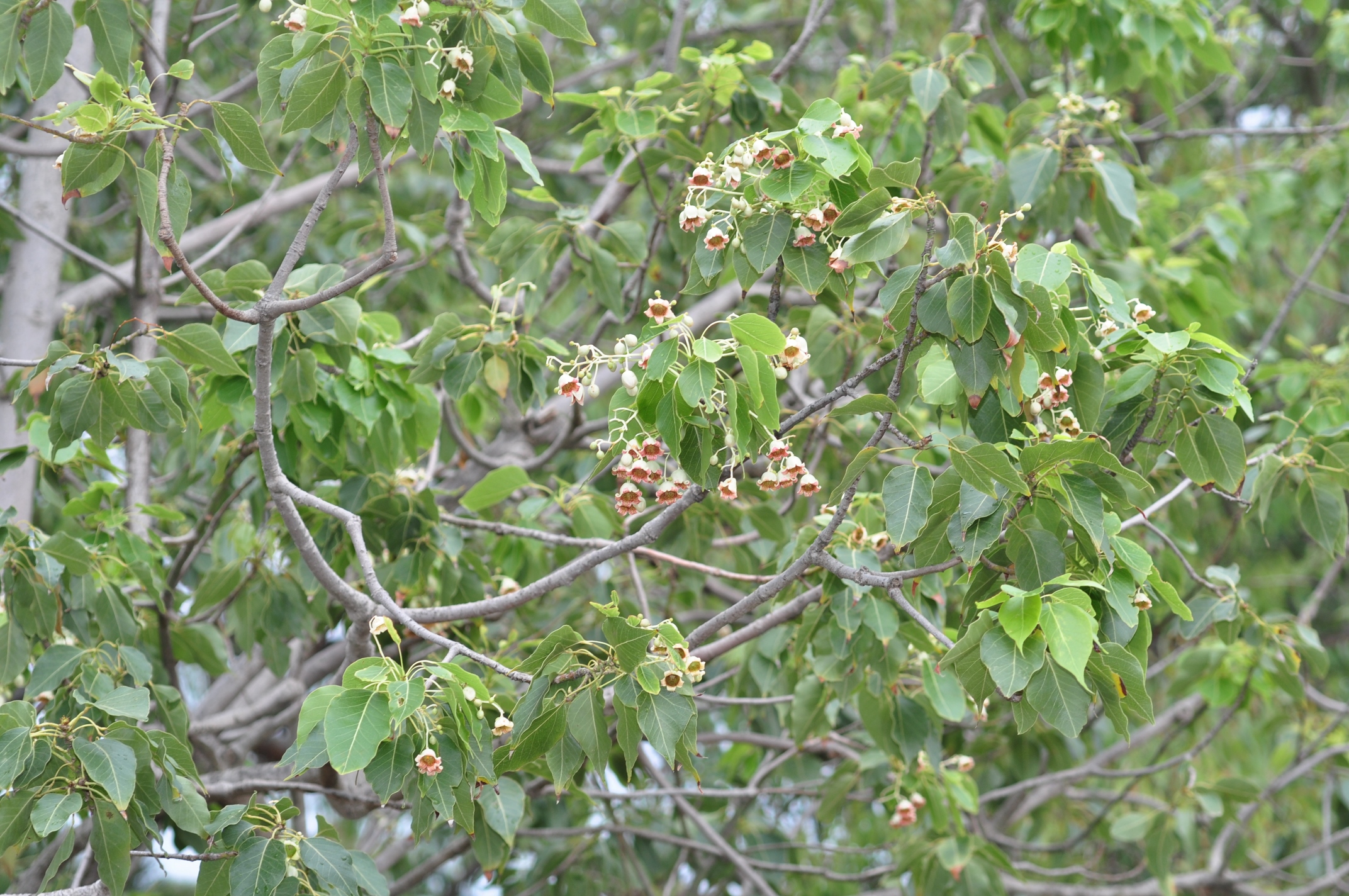 Sterculiaceae Brachychiton populnea