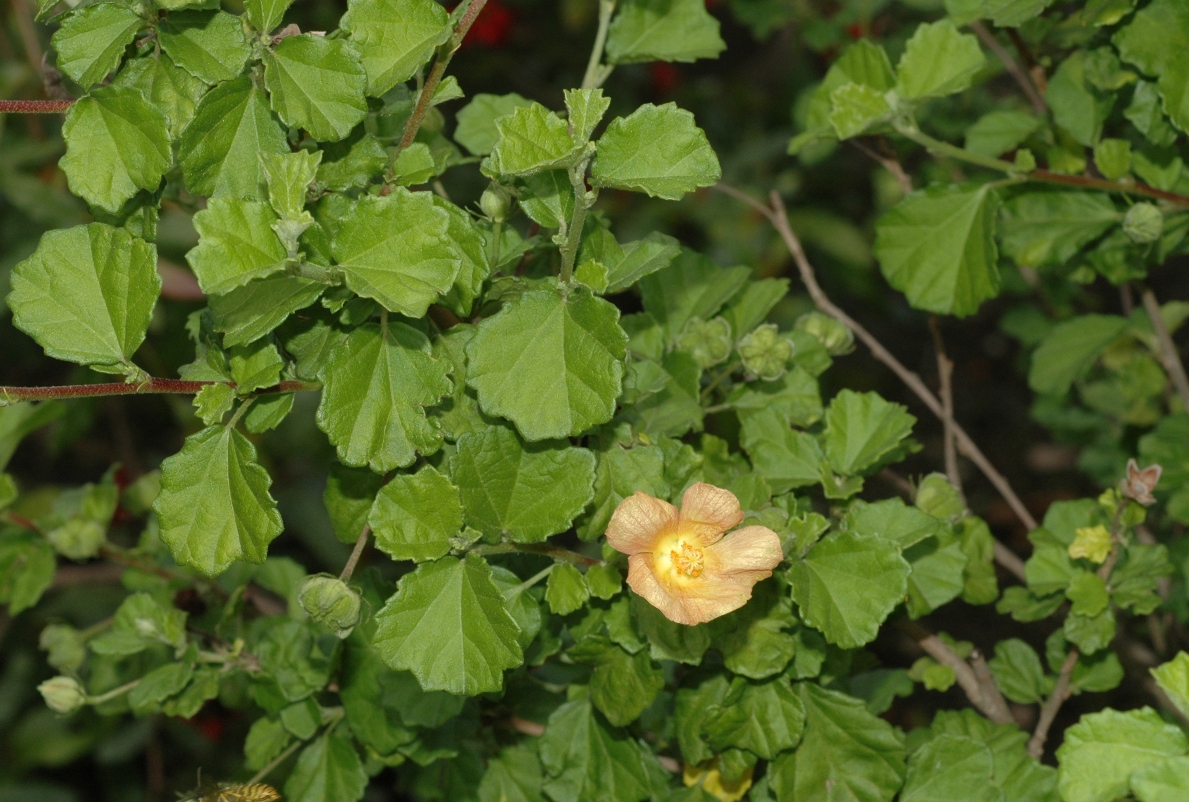 Malvaceae Pavonia praemorsa