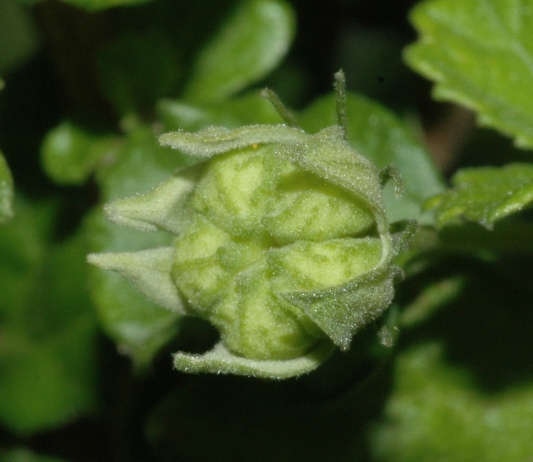 Malvaceae Pavonia praemorsa