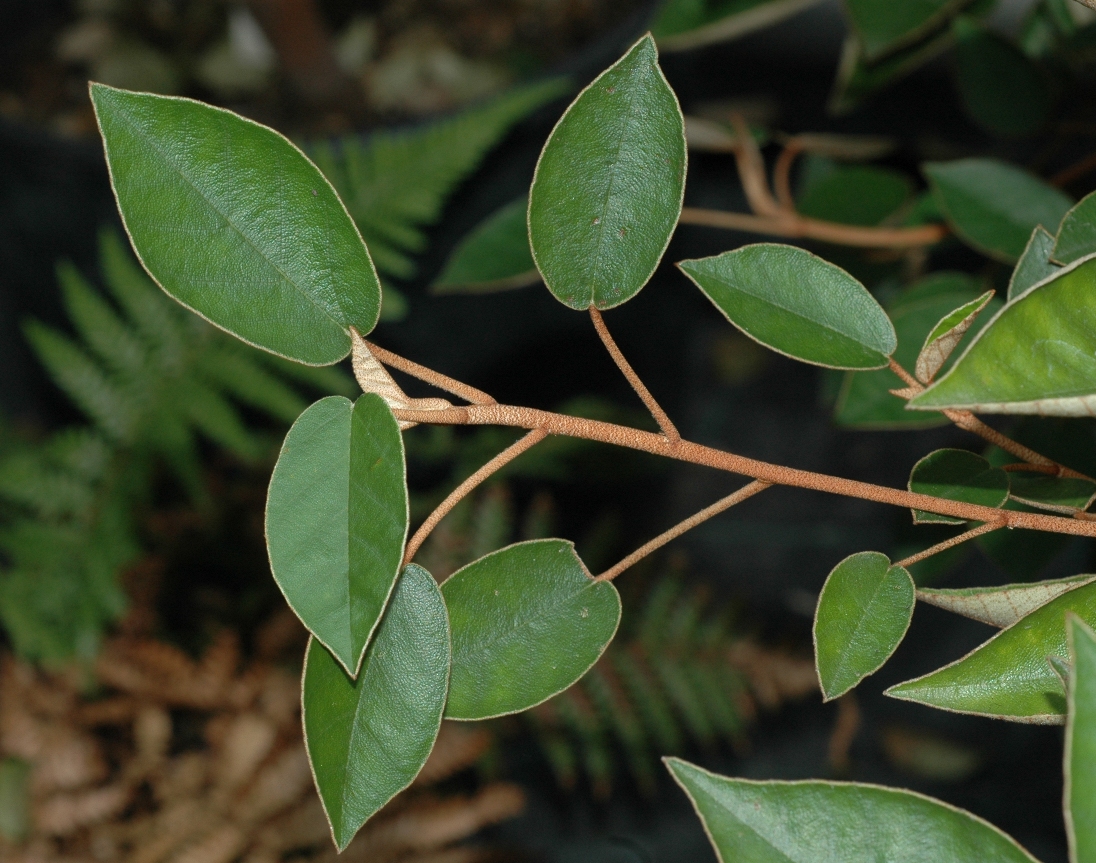 Dombeyaceae Trochetiopsis ebenus
