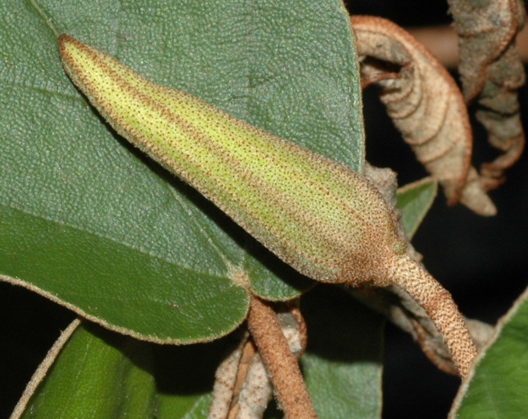 Dombeyaceae Trochetiopsis ebenus