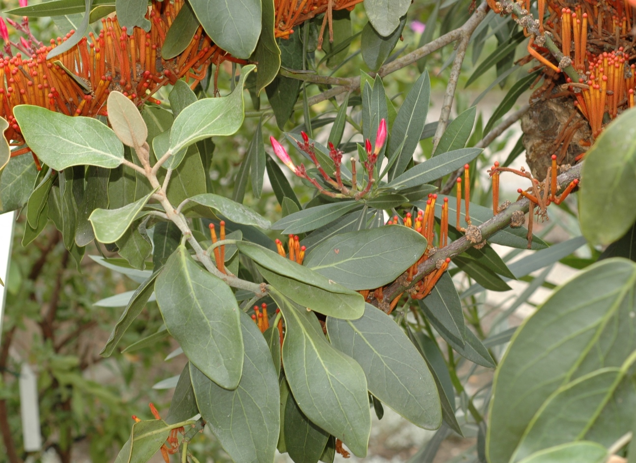 Apocynaceae Nerium oleander