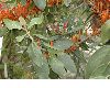 image of Nerium oleander