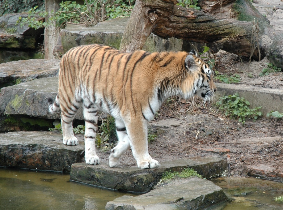 Felidae Panthera tigris