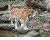 image of Panthera tigris