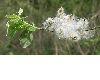image of Salix caprea