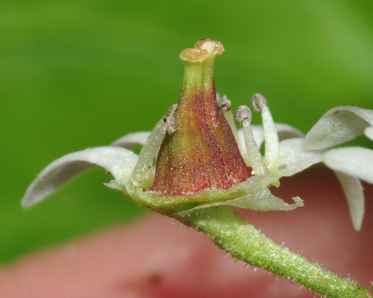 Saxifragaceae Aceriphyllum rossii