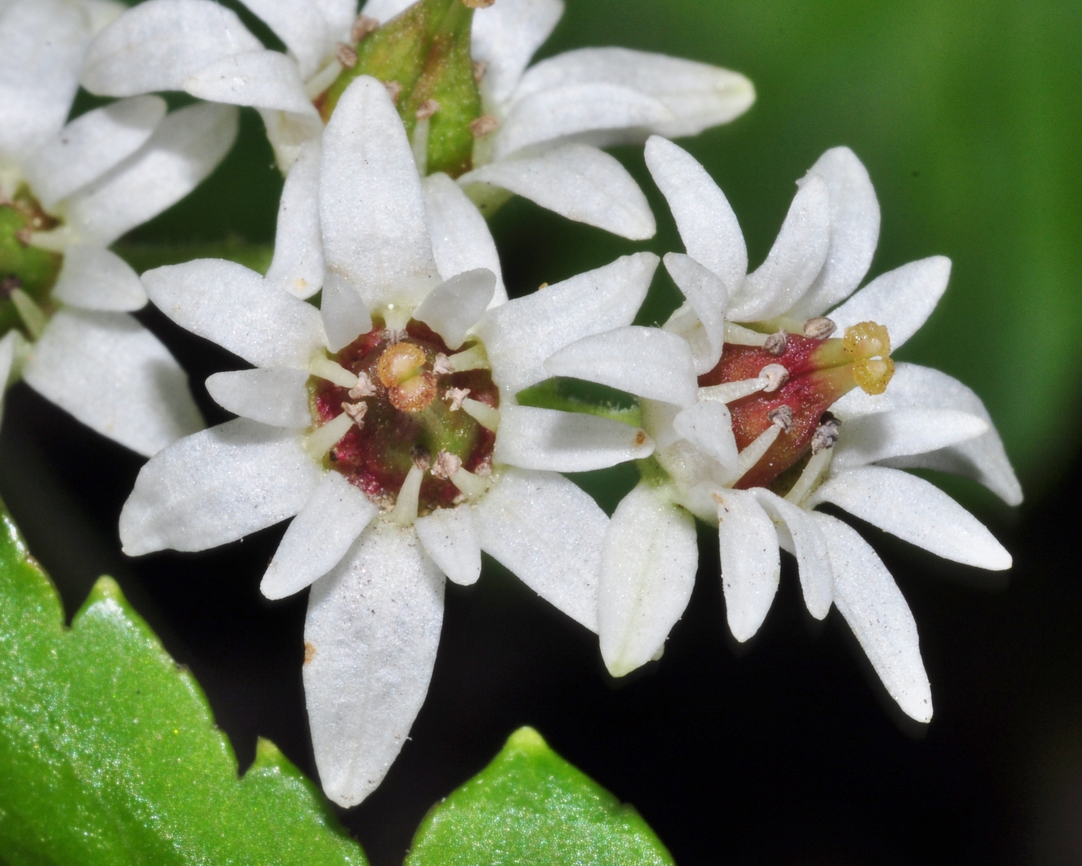 Saxifragaceae Aceriphyllum rossii