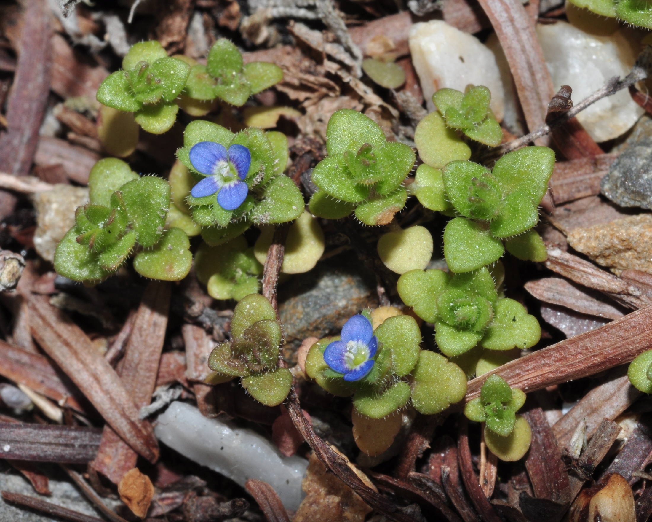 Primulaceae Androsace tomentosa