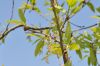 image of Quercus libani
