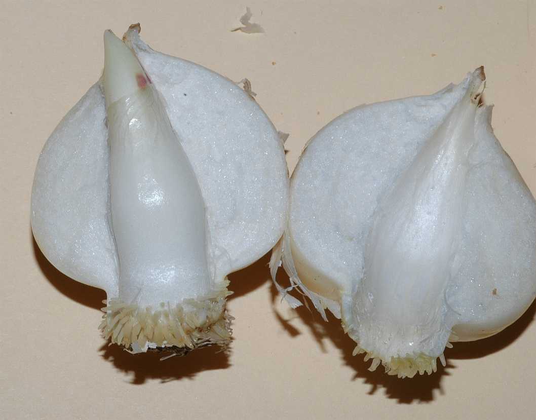 Amaryllidaceae Allium karataviense