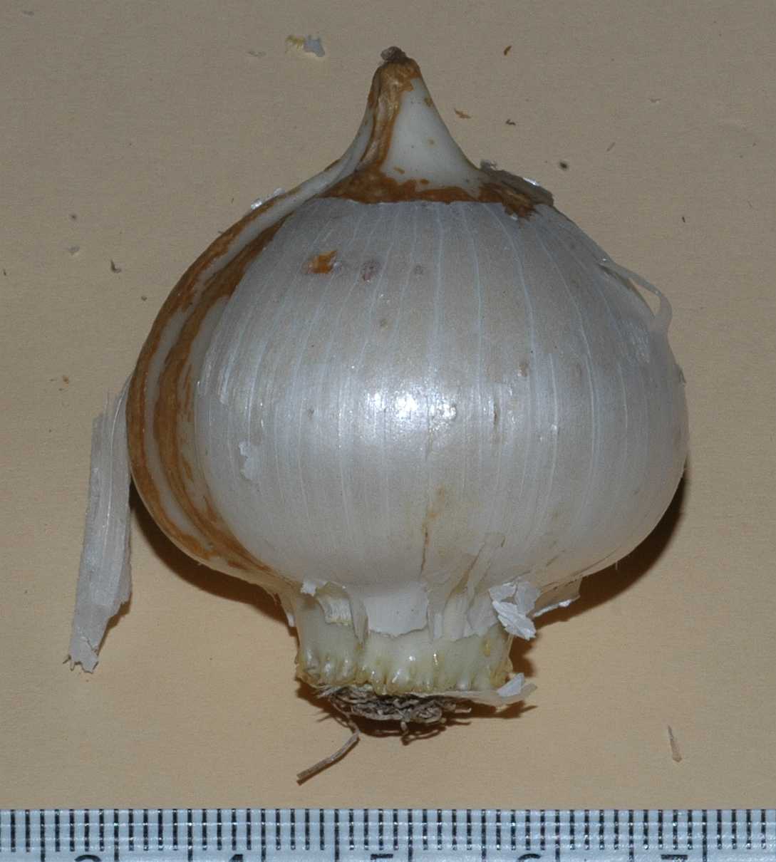 Amaryllidaceae Allium karataviense