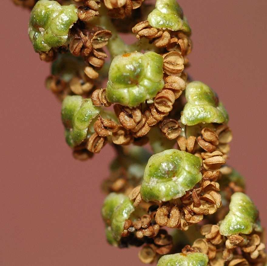 Betulaceae Alnus cordata