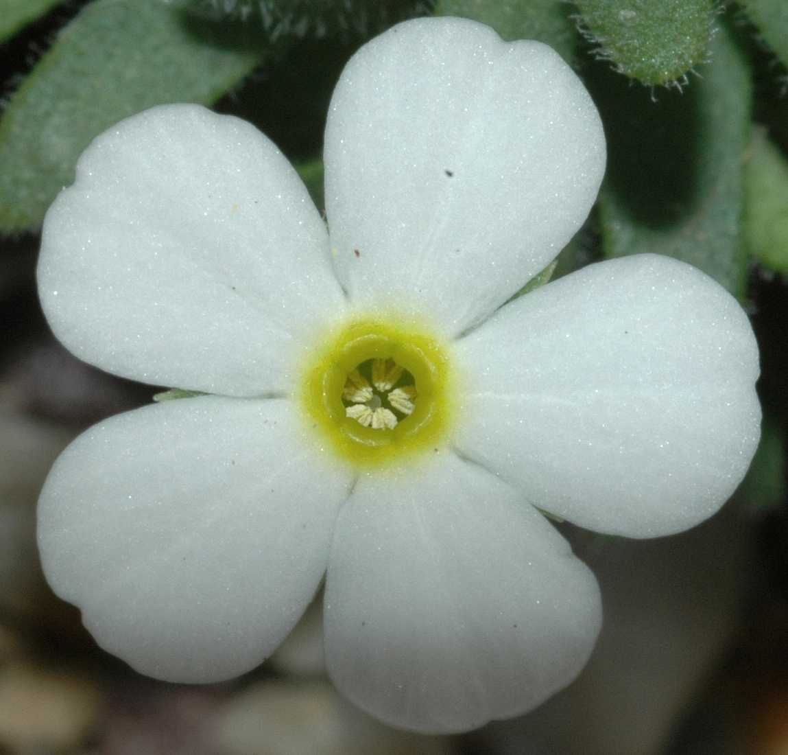 Primulaceae Androsace cylindrica