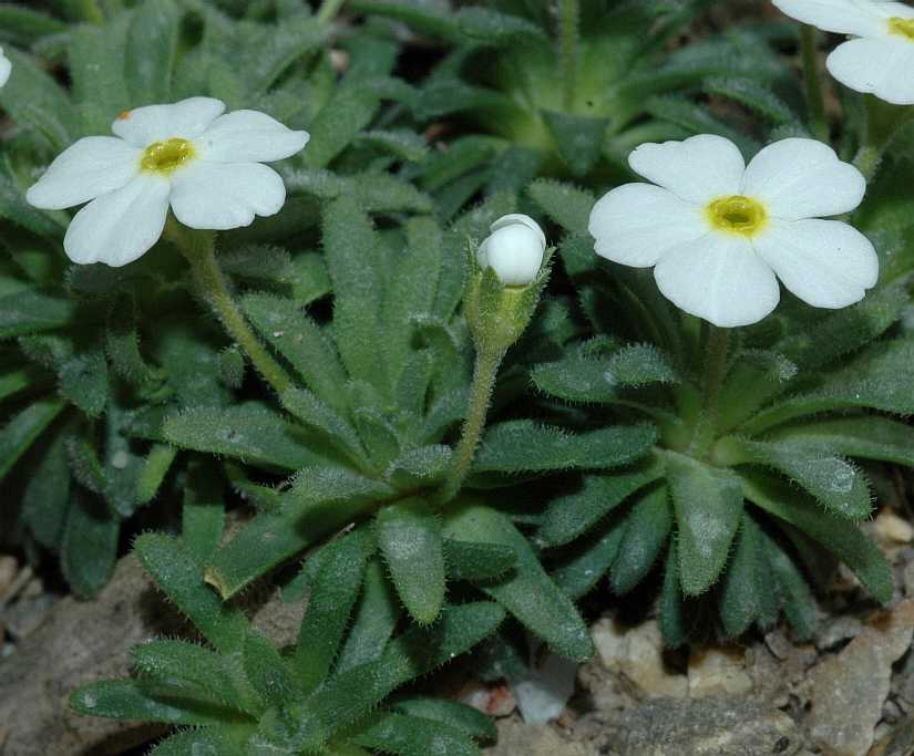 Primulaceae Androsace cylindrica