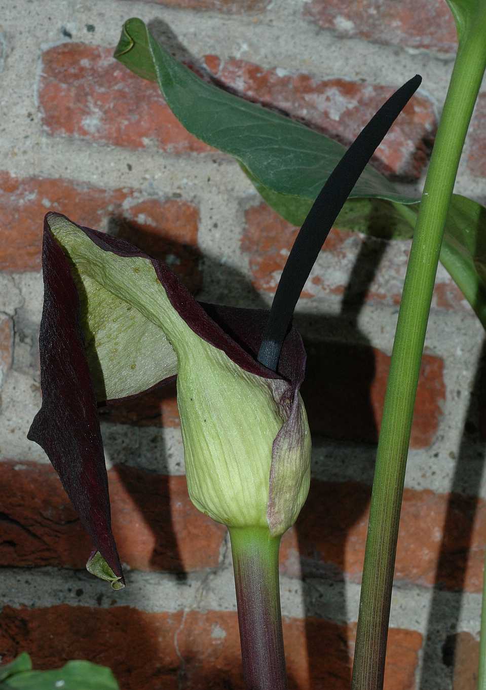 Araceae Arum palaestinum