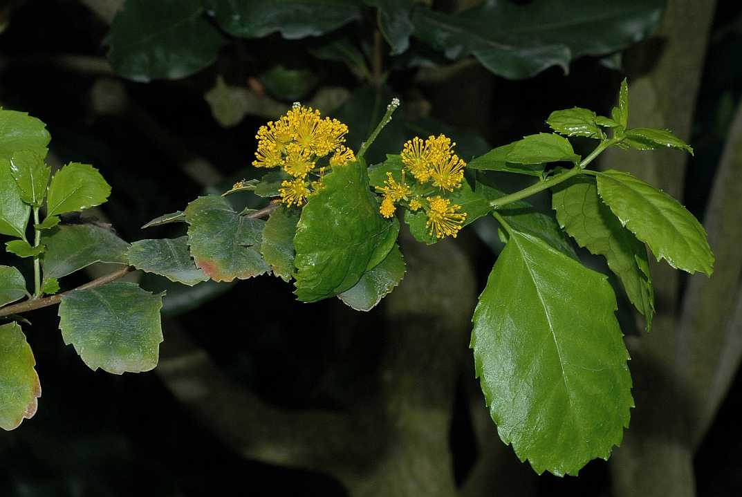 Salicaceae Azara serrata
