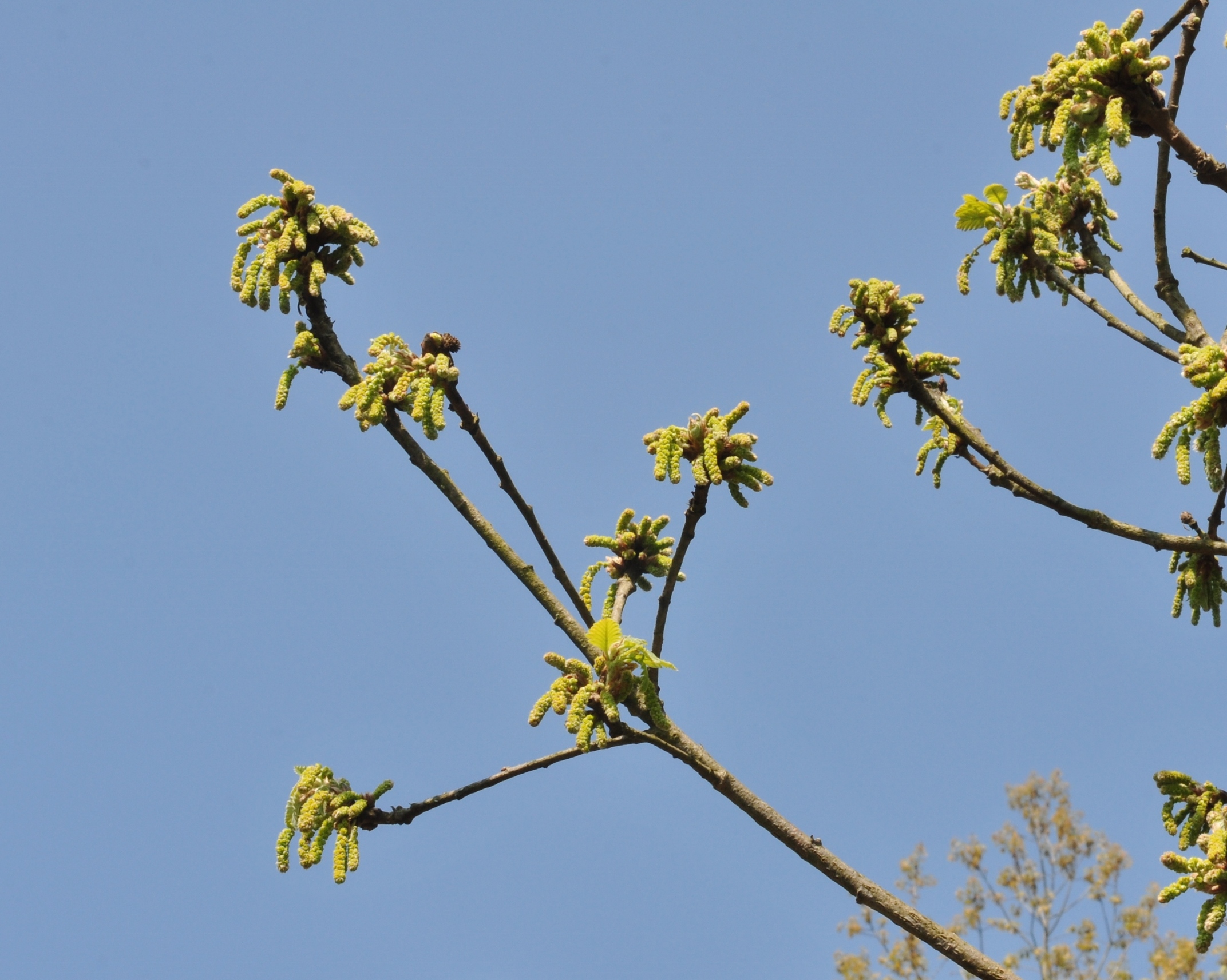 Fagaceae Quercus macranthera