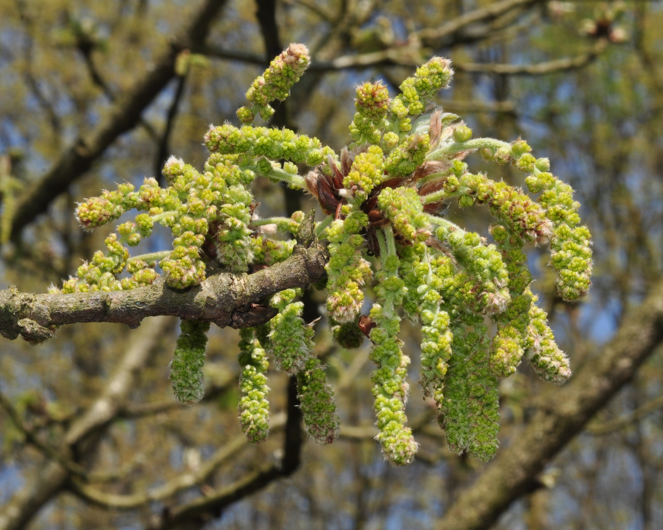 Fagaceae Quercus macranthera