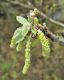 image of Quercus macranthera