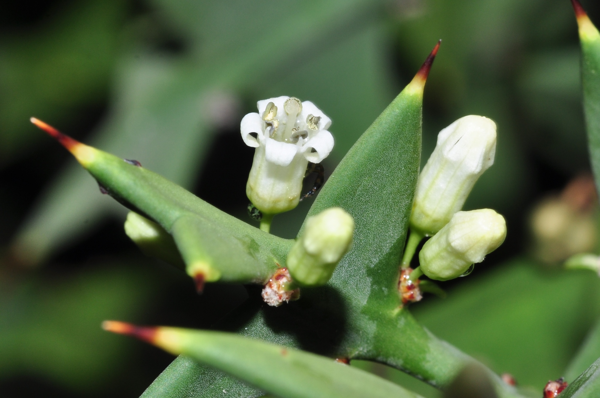 Rhamnaceae Colletia cruciata