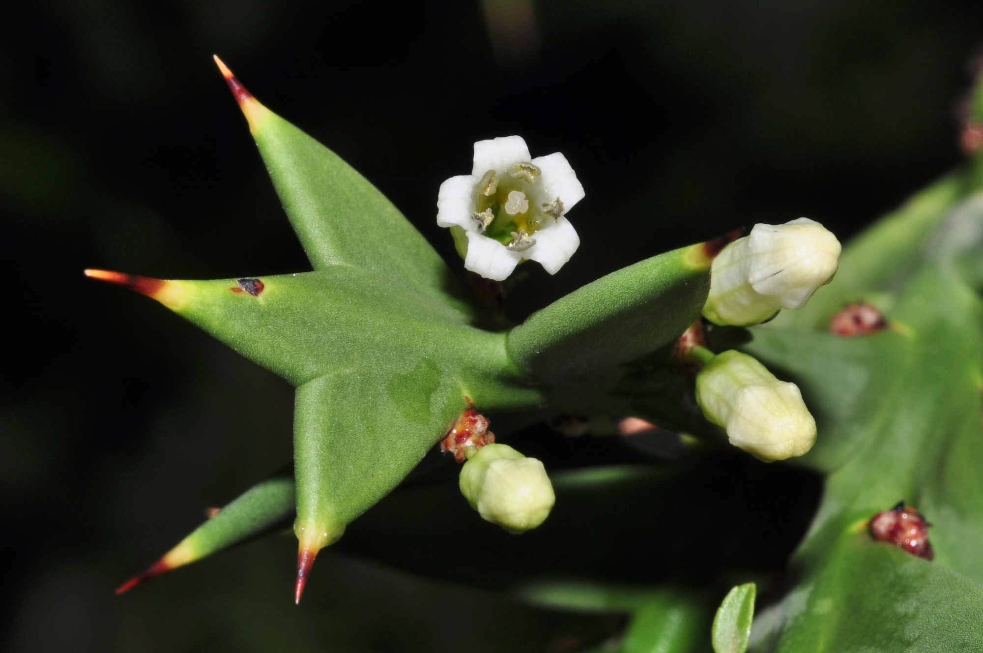 Rhamnaceae Colletia cruciata
