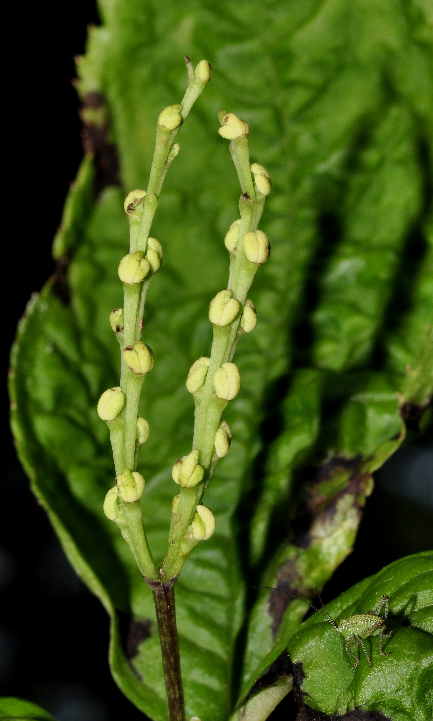 Chloranthaceae Chloranthus serratus