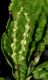 image of Chloranthus serratus