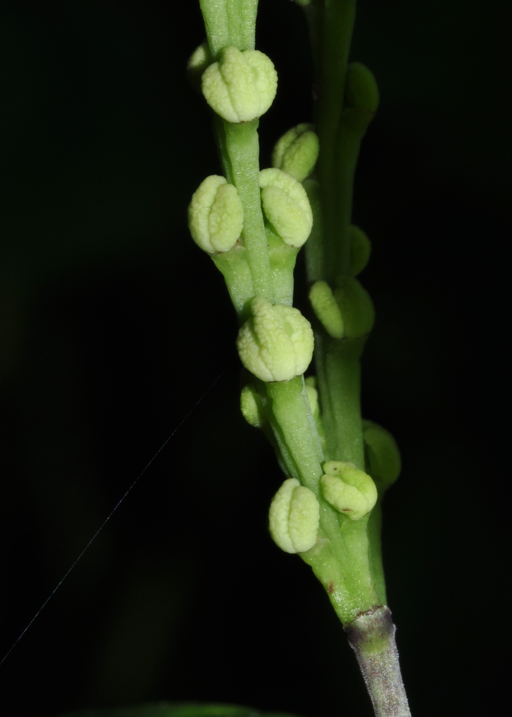 Chloranthaceae Chloranthus serratus