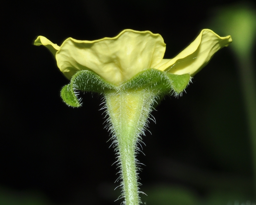 Aristolochiaceae Saruma henryi