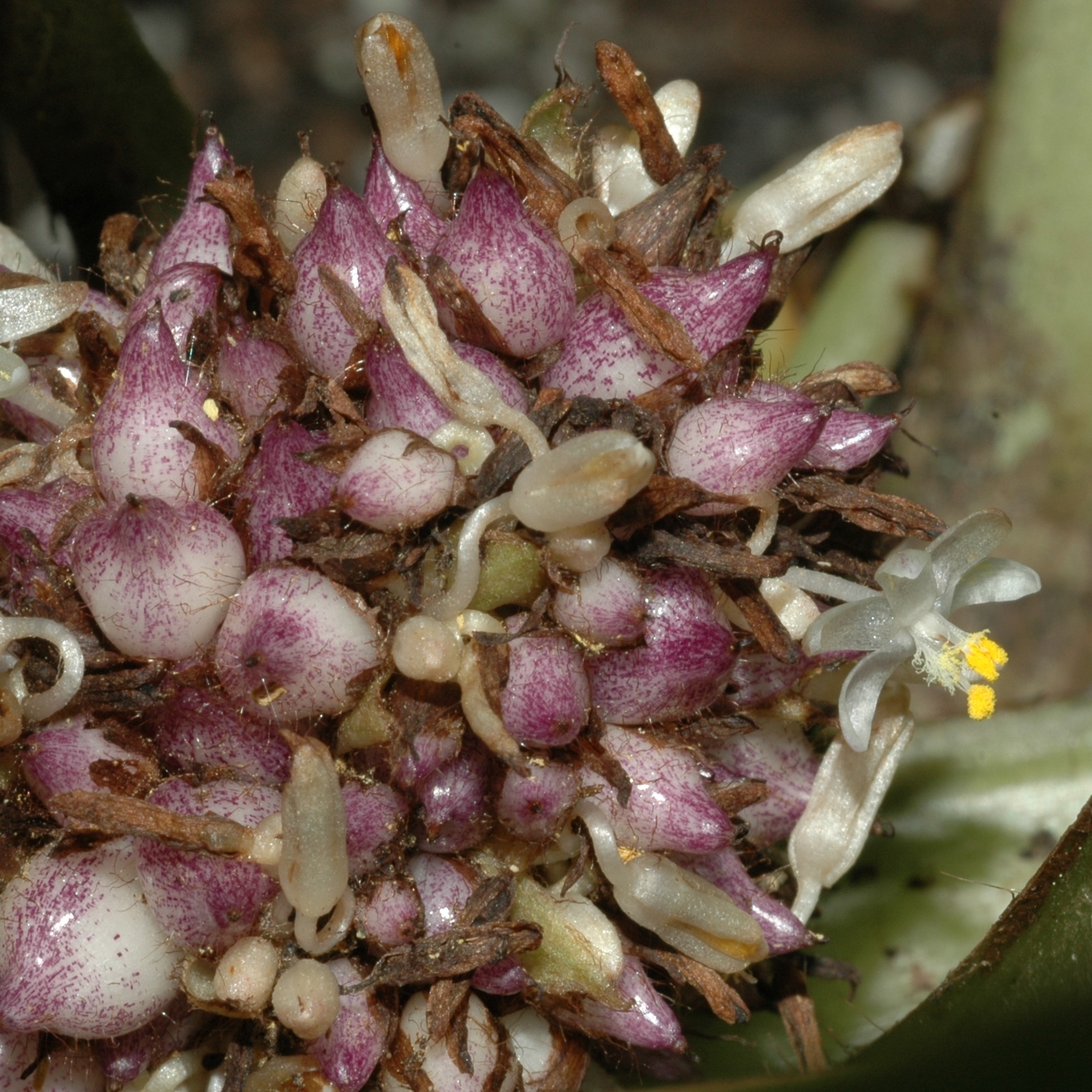 Commelinaceae Palisota barteri